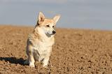 CORGI PEMBROKE 699